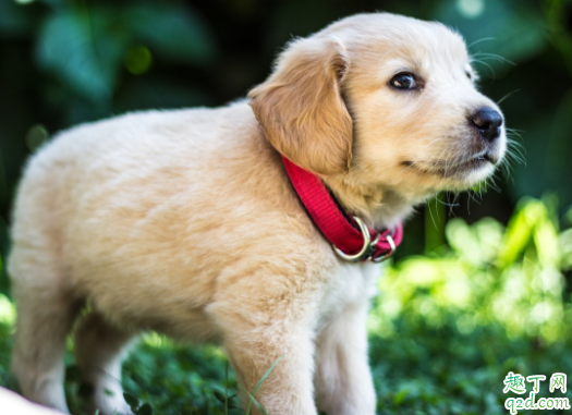 狗狗发情怎么可以抑制 狗狗一般在几个月发春