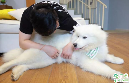 狗狗发情怎么可以抑制 狗狗一般在几个月发春