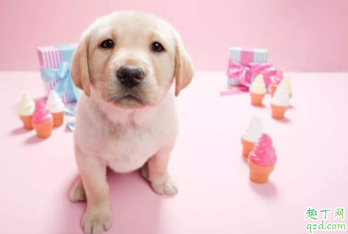 狗狗发情没有血是怎么回事 狗狗发情出血要多长时间