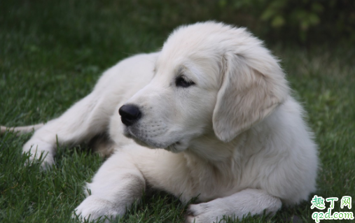 狗狗发情没有血是怎么回事 狗狗发情出血要多长时间