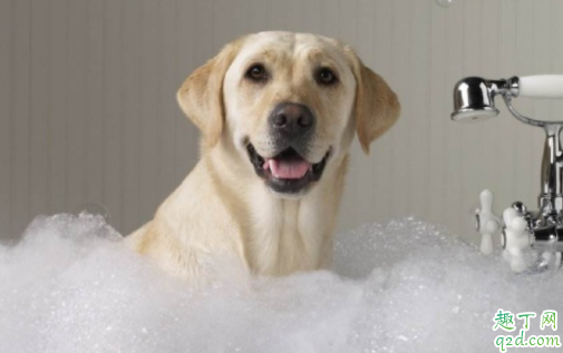 狗狗发情没有血是怎么回事 狗狗发情出血要多长时间