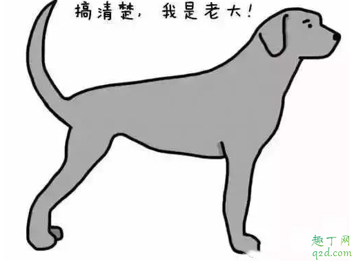 狗摇尾巴是不是代表自己的心情 狗狗高兴尾巴怎么摇