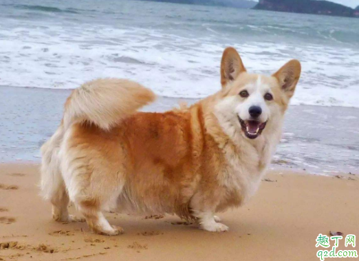 狗摇尾巴是不是代表自己的心情 狗狗高兴尾巴怎么摇