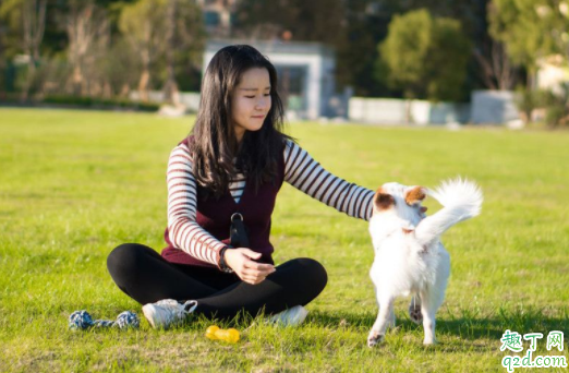 狗摇尾巴是不是代表自己的心情 狗狗高兴尾巴怎么摇