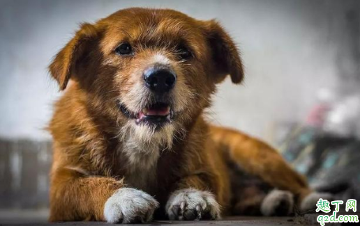 狗摇尾巴是不是代表自己的心情 狗狗高兴尾巴怎么摇