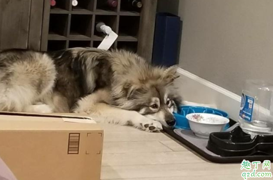 狗会哭吗会流眼泪吗 狗狗眼里有泪水是因为伤心吗