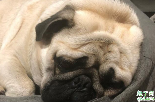 狗会哭吗会流眼泪吗 狗狗眼里有泪水是因为伤心吗