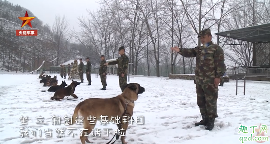 狗会哭吗会流眼泪吗 狗狗眼里有泪水是因为伤心吗