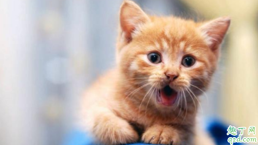 猫流泪是伤心还是生病 猫咪忽然流眼泪是怎么了