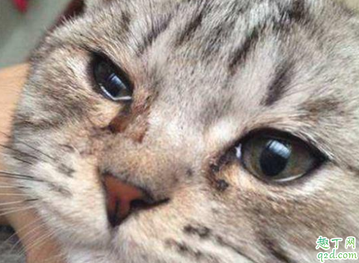 猫流泪是伤心还是生病 猫咪忽然流眼泪是怎么了