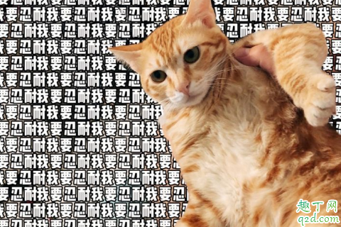 家里养猫穿什么衣服不吸毛 养猫家里的毛怎么处理