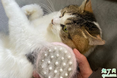 家里养猫穿什么衣服不吸毛 养猫家里的毛怎么处理