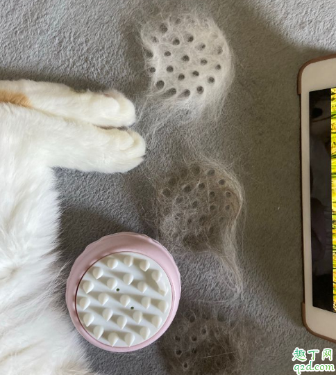 家里养猫穿什么衣服不吸毛 养猫家里的毛怎么处理