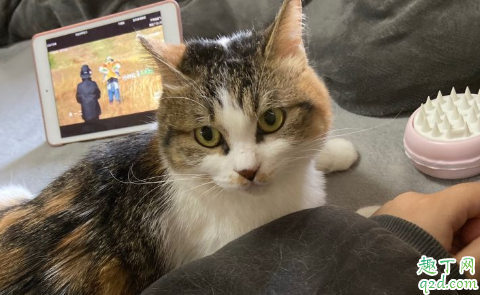 家里养猫穿什么衣服不吸毛 养猫家里的毛怎么处理