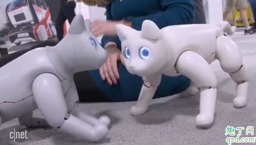 过敏性鼻炎会对猫毛过敏吗 如何判断自己是不是对猫猫过敏