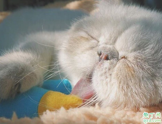 过敏性鼻炎会对猫毛过敏吗 如何判断自己是不是对猫猫过敏