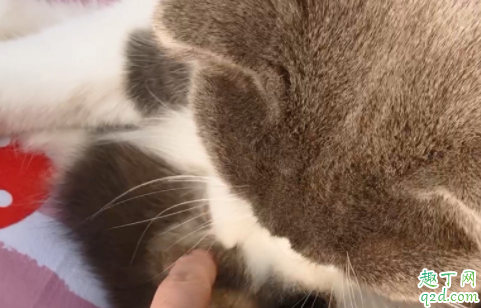 猫毛的根部白色的东西是什么 猫毛根部有黑色点点是什么东西