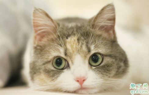 猫毛的根部白色的东西是什么 猫毛根部有黑色点点是什么东西