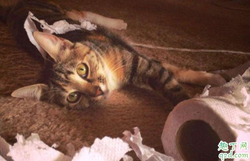 猫毛的根部白色的东西是什么 猫毛根部有黑色点点是什么东西