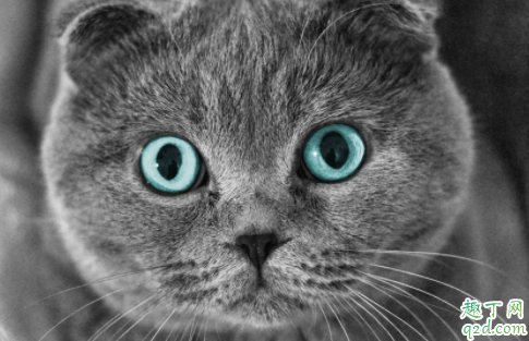 猫毛的根部白色的东西是什么 猫毛根部有黑色点点是什么东西