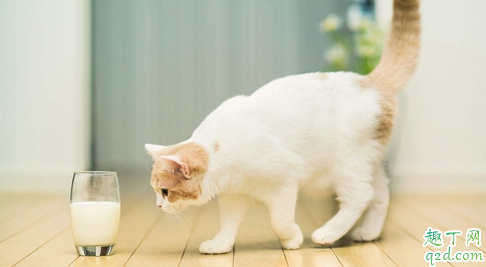 猫毛的根部白色的东西是什么 猫毛根部有黑色点点是什么东西