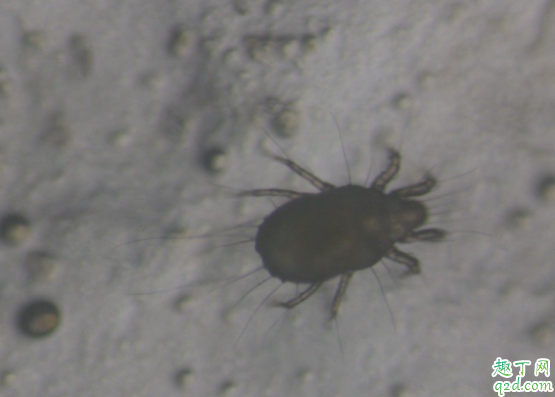 怎么避免接触尘螨 尘螨是怎么样产生的