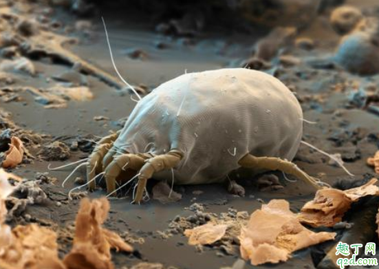 怎么避免接触尘螨 尘螨是怎么样产生的