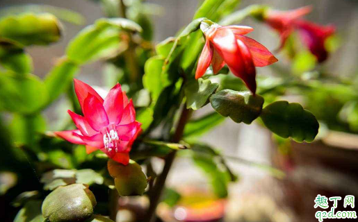 蟹爪兰太密分盆养行不 蟹爪兰怎么分盆容易成活