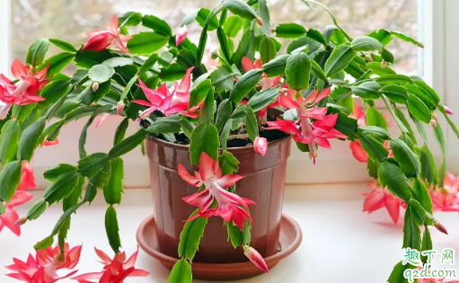 蟹爪兰太密分盆养行不 蟹爪兰怎么分盆容易成活