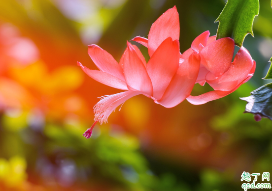 蟹爪兰为啥老掉花苞 蟹爪兰老掉花苞怎么办