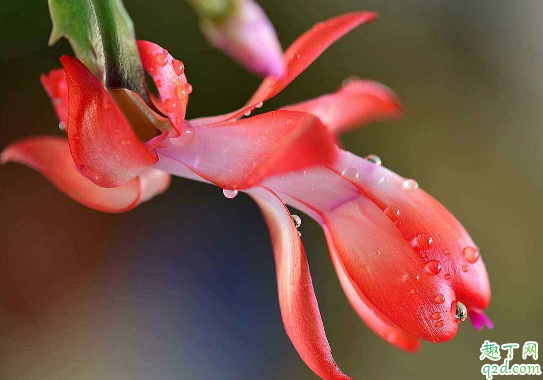 蟹爪兰为啥老掉花苞 蟹爪兰老掉花苞怎么办