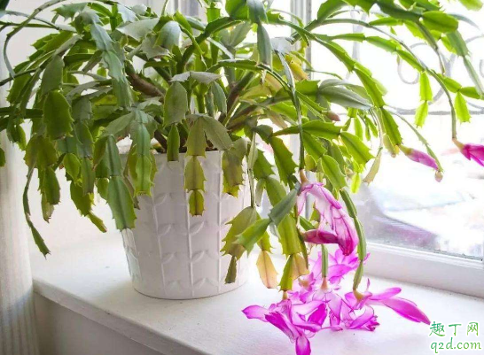 蟹爪兰为啥老掉花苞 蟹爪兰老掉花苞怎么办