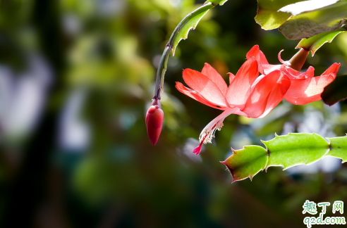 蟹爪兰为啥一直不开花 蟹爪兰怎么让它开花