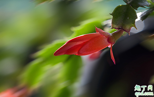 蟹爪兰为啥一直不开花 蟹爪兰怎么让它开花