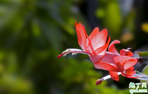 蟹爪兰为啥一直不开花 蟹爪兰怎么让它开花