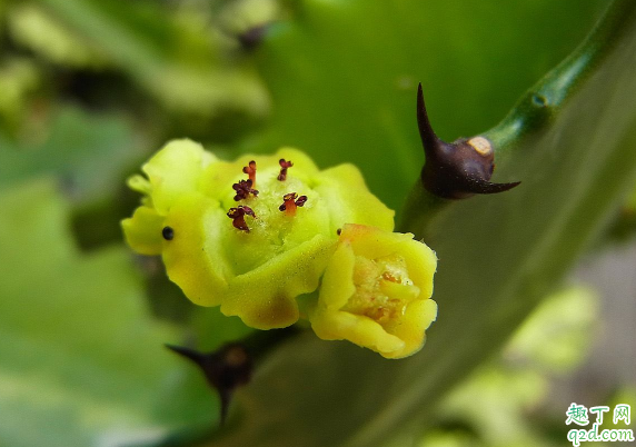 龙骨可不可以嫁接蟹爪兰 龙骨嫁接什么花好