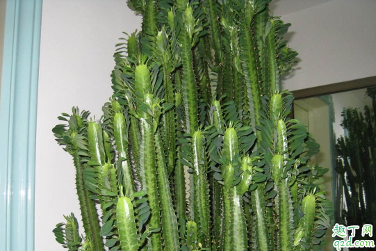 龙骨可不可以嫁接蟹爪兰 龙骨嫁接什么花好