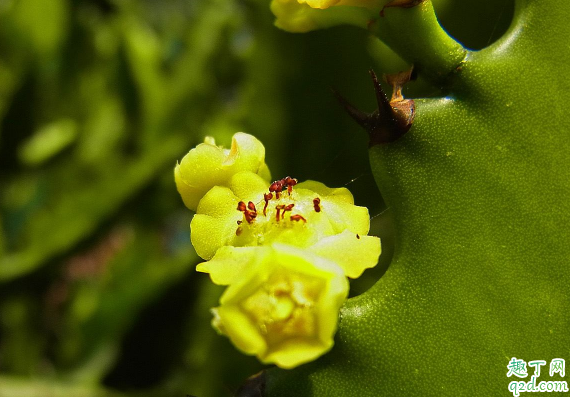 龙骨可不可以嫁接蟹爪兰 龙骨嫁接什么花好