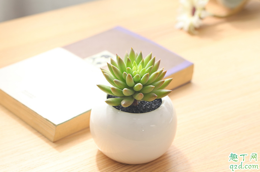 多肉千佛手好养活吗 养千佛手时需注意哪些