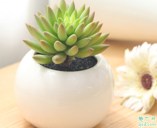 多肉千佛手好养活吗 养千佛手时需注意哪些