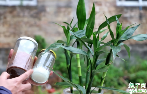 芦荟适合在屋里养吗 富贵竹在室内怎么养殖