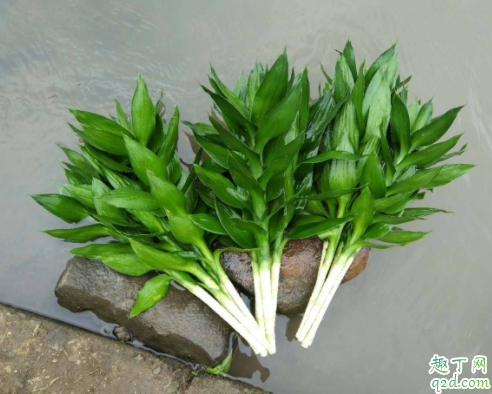 芦荟适合在屋里养吗 富贵竹在室内怎么养殖