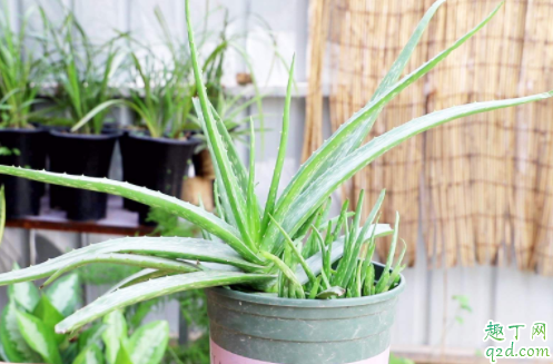 芦荟适合在屋里养吗 富贵竹在室内怎么养殖