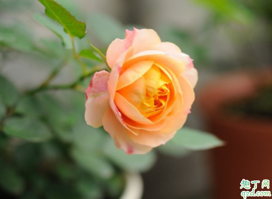 微型月季怎么剪枝 微型月季剪枝后发的新枝能开花吗