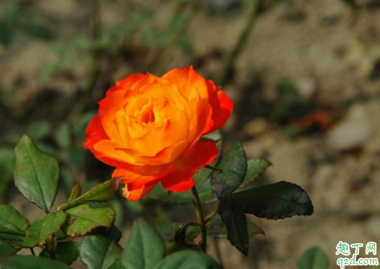 微型月季怎么剪枝 微型月季剪枝后发的新枝能开花吗