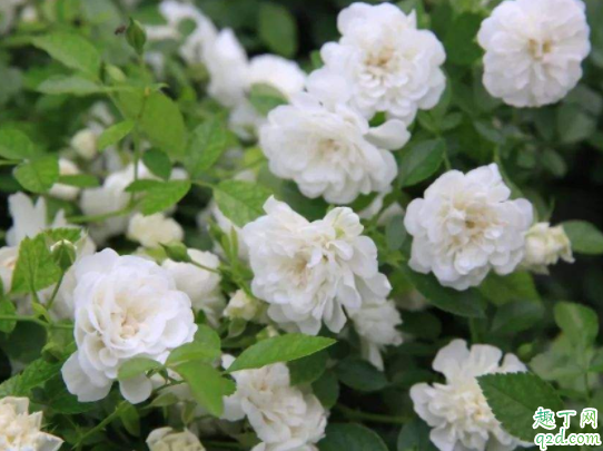 微型月季怎么剪枝 微型月季剪枝后发的新枝能开花吗