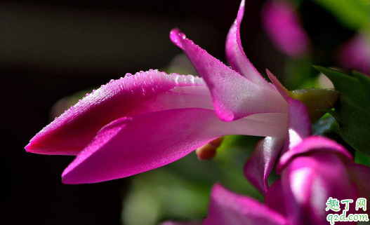 蟹爪兰夏天换土能行不 给蟹爪兰换土要注意什么