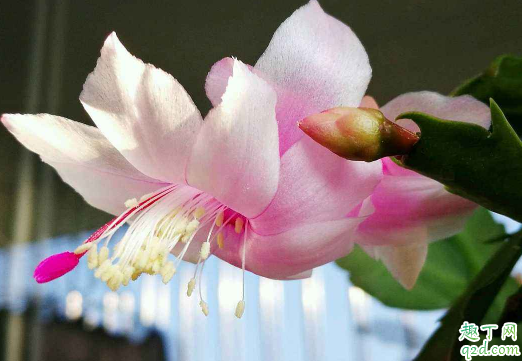 蟹爪兰花期能换盆吗 蟹爪兰啥时候换盆成活率高