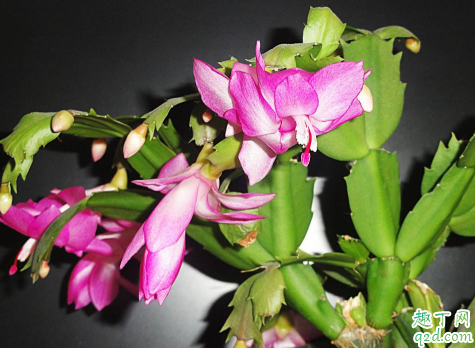 蟹爪兰花期能换盆吗 蟹爪兰啥时候换盆成活率高