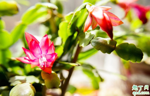 蟹爪兰花期能换盆吗 蟹爪兰啥时候换盆成活率高